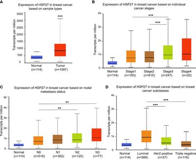 Evaluating the expression of heat shock protein 27 and topoisomerase II α in a retrospective cohort of patients diagnosed with locally advanced breast cancer and treated with neoadjuvant anthracycline-based chemotherapies